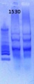 Thumbnail for version as of 15:41, 30 January 2013
