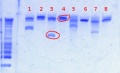 Thumbnail for version as of 13:44, 3 January 2013