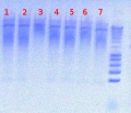 Thumbnail for version as of 13:18, 3 August 2012