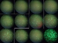 Thumbnail for version as of 20:25, 4 March 2014