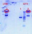 Thumbnail for version as of 13:33, 21 September 2012