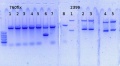 Thumbnail for version as of 12:53, 15 January 2015