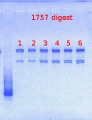 Thumbnail for version as of 16:15, 7 June 2013