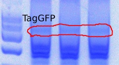 382TagGFP-1stPCR -9-23-2011.JPG