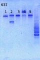 Thumbnail for version as of 11:48, 10 June 2013