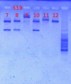 Thumbnail for version as of 14:03, 10 May 2013