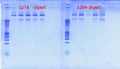 Thumbnail for version as of 11:34, 30 July 2012