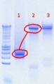 Thumbnail for version as of 15:13, 2 August 2012