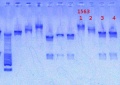 Thumbnail for version as of 15:26, 4 February 2013