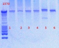 Thumbnail for version as of 15:48, 19 February 2013
