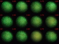 Thumbnail for version as of 12:03, 15 December 2011