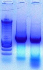 Activity of Taq.JPG