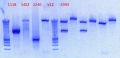 Thumbnail for version as of 11:28, 14 December 2012
