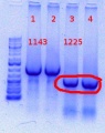 Thumbnail for version as of 12:08, 8 June 2012