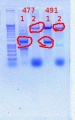 Thumbnail for version as of 14:06, 7 December 2011