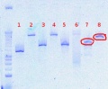 Thumbnail for version as of 13:00, 2 August 2012