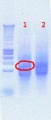 Thumbnail for version as of 14:15, 13 August 2012