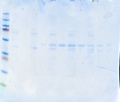Thumbnail for version as of 11:11, 11 March 2011
