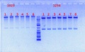 Thumbnail for version as of 14:37, 20 June 2012