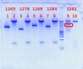 Thumbnail for version as of 15:13, 31 July 2012