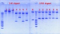 Thumbnail for version as of 13:45, 1 November 2012