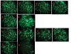 Thumbnail for version as of 15:35, 27 November 2013