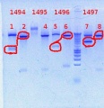 Thumbnail for version as of 11:24, 11 December 2012