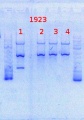 Thumbnail for version as of 11:20, 13 December 2013