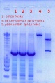 Thumbnail for version as of 13:55, 31 August 2011