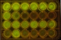 Thumbnail for version as of 10:18, 31 October 2014