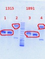Thumbnail for version as of 15:50, 1 November 2013