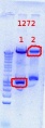 Thumbnail for version as of 09:37, 2 October 2012