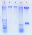 Thumbnail for version as of 15:25, 11 July 2011