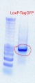 Thumbnail for version as of 09:07, 23 September 2011