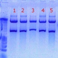 Thumbnail for version as of 16:24, 2 September 2011