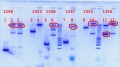 Thumbnail for version as of 14:53, 31 August 2012
