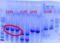 Thumbnail for version as of 17:34, 6 June 2012