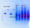 Thumbnail for version as of 21:48, 5 June 2012