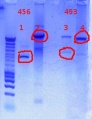 Thumbnail for version as of 15:39, 10 November 2011