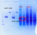 Thumbnail for version as of 21:58, 5 June 2012