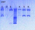 Thumbnail for version as of 14:36, 2 January 2013
