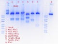 Thumbnail for version as of 12:24, 20 November 2017
