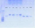 Thumbnail for version as of 17:34, 20 June 2016