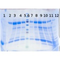 Thumbnail for version as of 17:02, 11 August 2014