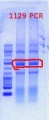 Thumbnail for version as of 15:43, 17 May 2012