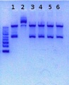 Thumbnail for version as of 13:14, 12 June 2012