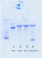 Thumbnail for version as of 11:24, 21 September 2016
