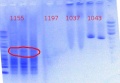 Thumbnail for version as of 14:42, 6 June 2012