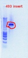 Thumbnail for version as of 16:57, 22 December 2011