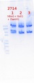 Thumbnail for version as of 21:37, 13 May 2020